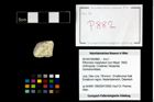Foto (Objekt + Etikett) von Pithonoton marginatum (von Meyer, 1842)  (NHMW-GEO-2014-0194-0882)